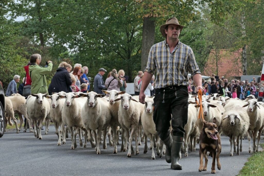 chiel wandeld met schapen