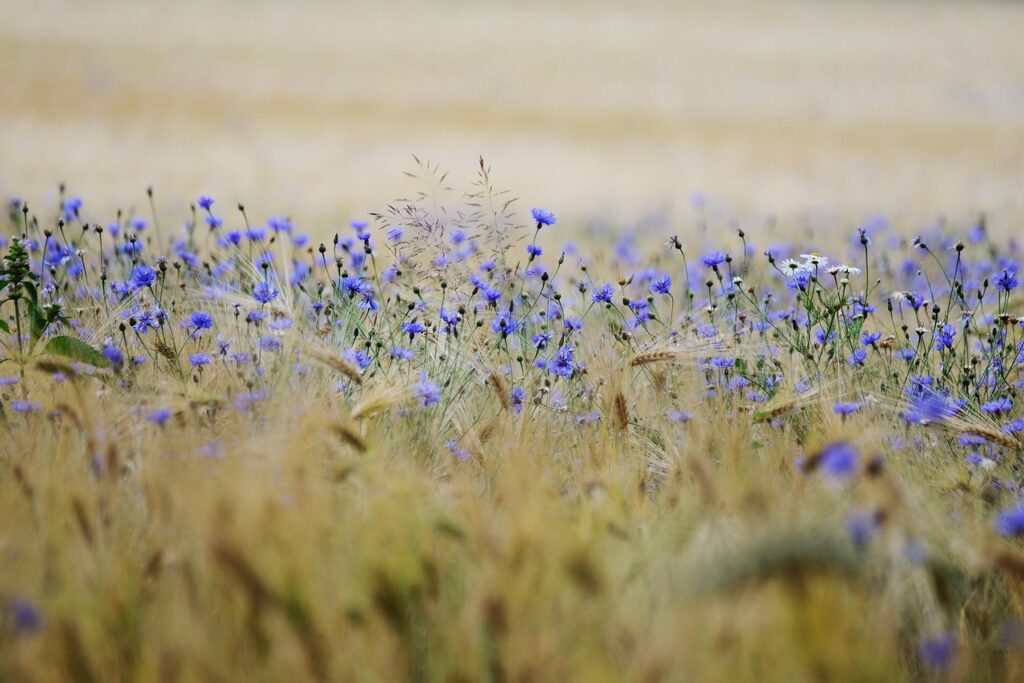 grain, cornflowers, grain field, field, cornfield, agriculture, blue, summer, nature, landscape, spike, plant, summer, summer, summer, summer, summer